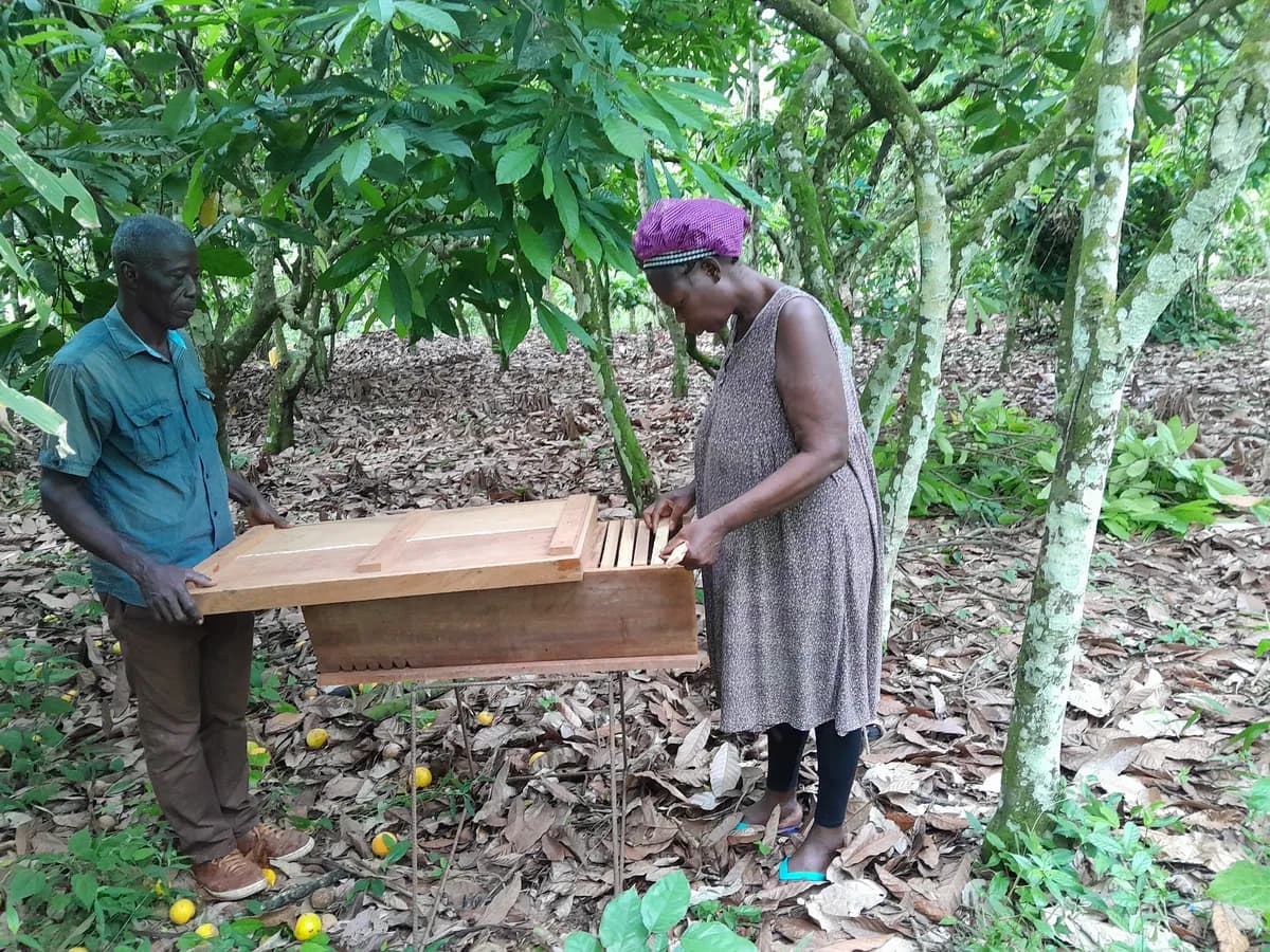 Additional Livelihoods Training Support to Adum Banso Smallholder Oil Palm Farmers