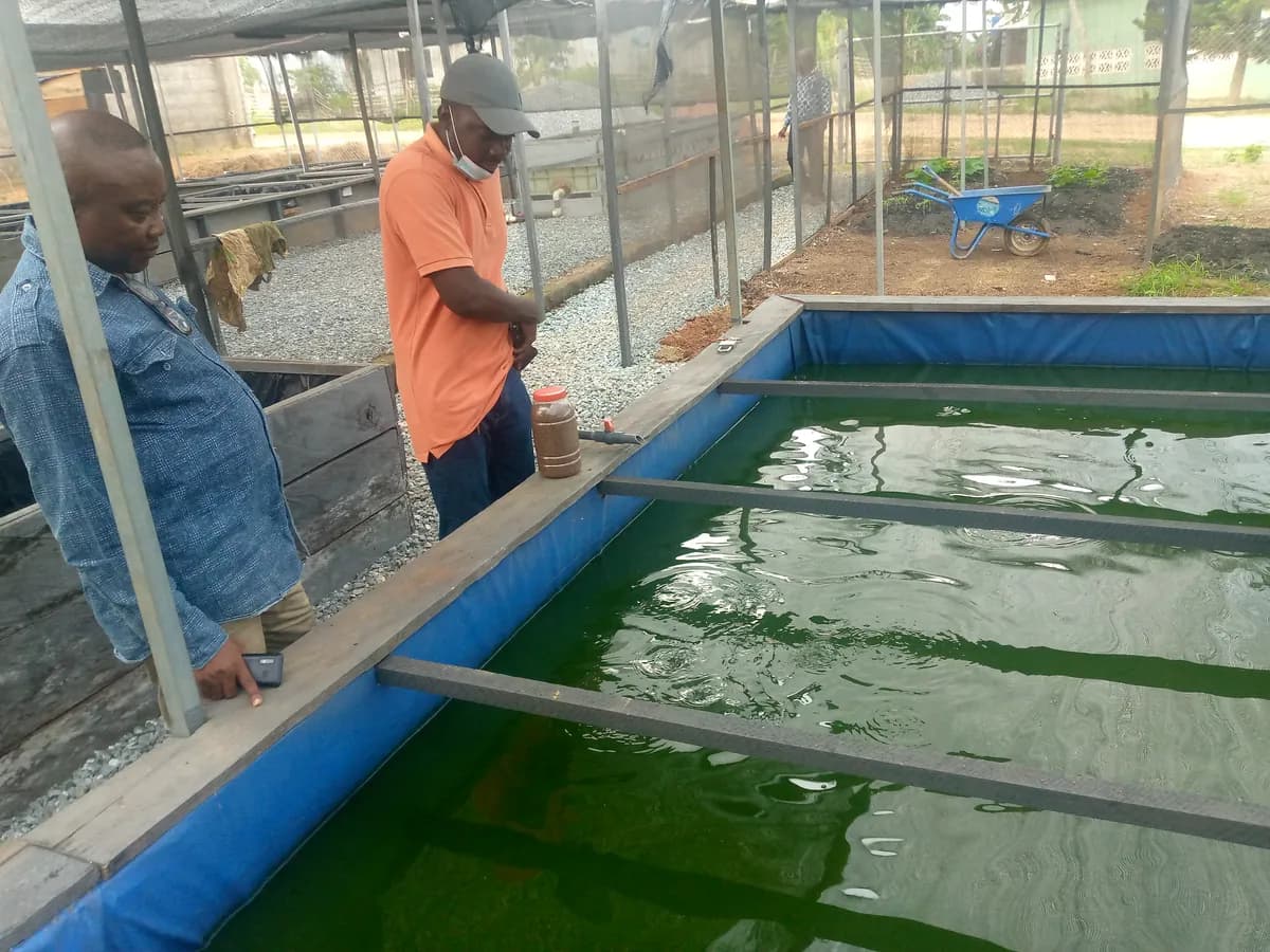 Intensive Fish Rearing Pond