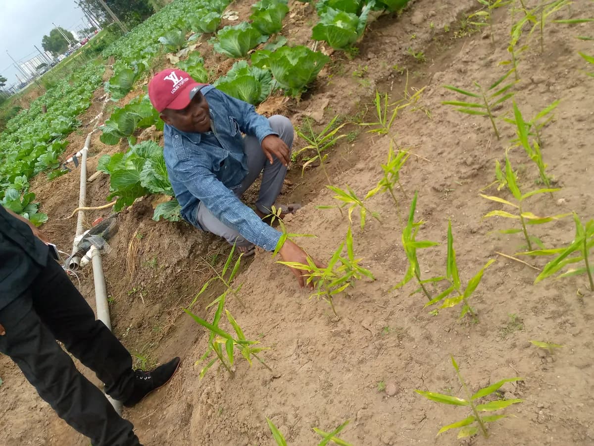Ginger Crop Cultivation